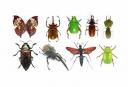 Insects