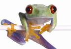 http://rainforestmaths.com/
